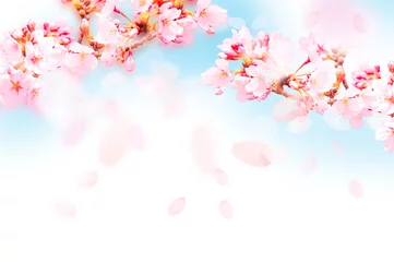 Foto auf Acrylglas 桜がふわふわ舞い降りる © ヨーグル