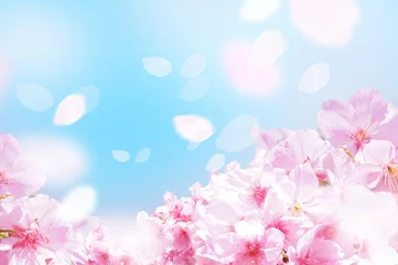 Rollo Die Kirschblüten flauschig nach unten © ヨーグル