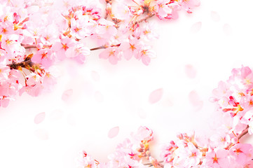 桜がふわふわ舞い降りる - obrazy, fototapety, plakaty