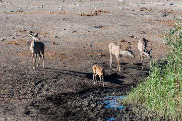 Fototapeta na wymiar A group of greater kudu -Tragelaphus strepsiceros- Walking nervously around a waterhole in Etosha National Park, Namibia.