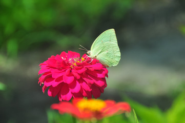  Brimstone butterfly on a blossom
