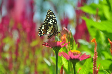 Butterfly in garden and flying on flowers