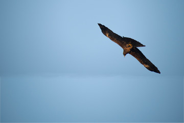 bald eagle in flight