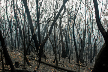 Australian bushfires aftermath: burnt eucalyptus trees damaged by the fire
