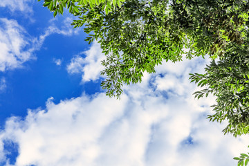 新緑と青空と白い雲