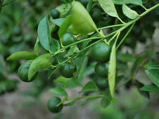 Calamansi also known as calamondin or Philippine lime, is an economically important citrus hybrid predominantly cultivated in the Philippines
