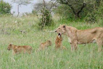 Fototapeta na wymiar Lion mother with cubs in savannah, Serengeti, Tanzania Africa