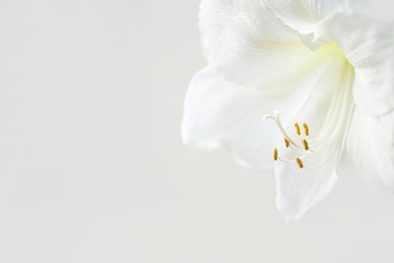 Beautiful white Amaryllis flower, large flowering Moonlight, or Luna isolated on white background. Copy space. Beautiful white macro flower. Soft dreamy image. White flower background. 