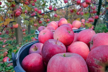 Close-up of large red apples harvested in an apple orchard. Harvest