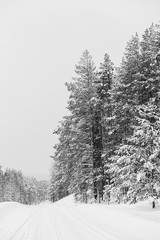 Beautiful winter nature, white snow