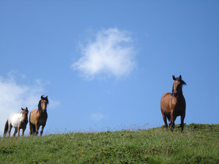 wild horses