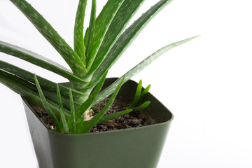 .aleo vera plant in flowerpot, white and isolated background