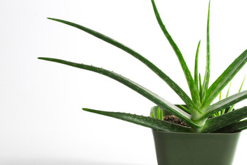 .aleo vera plant in flowerpot, white and isolated background
