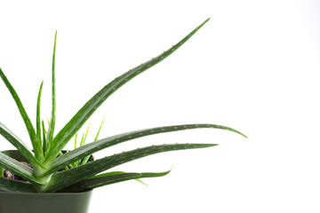 .aleo vera plant in flowerpot, white and isolated background