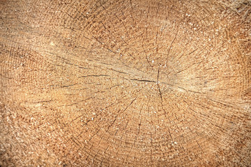 Naklejka premium wood surface with cracks in brown color