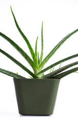 .aleo vera plant in flowerpot, white and isolated background