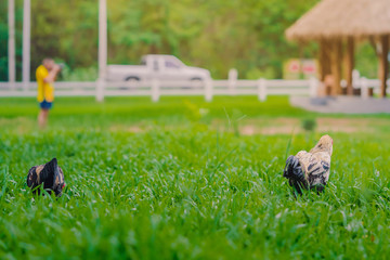 Rooster and hen relax and finding food in green field.