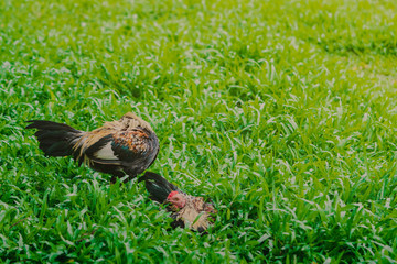 Rooster and hen relax and finding food in green field.