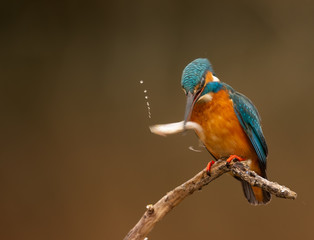 Europe Hungary Opusztaszer Common Kingfisher Male (Alcedo atthis) Eurasian kingfisher and river kingfisher.