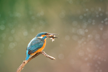 Europe Hungary Opusztaszer Common Kingfisher Male (Alcedo atthis) Eurasian kingfisher and river kingfisher.