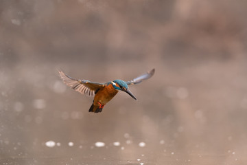 Obraz premium Europe Hungary Opusztaszer Common Kingfisher Male (Alcedo atthis) Eurasian kingfisher and river kingfisher.