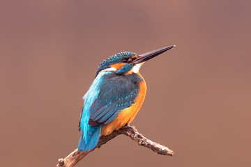 Europe Hungary Opusztaszer Common Kingfisher Male (Alcedo atthis) Eurasian kingfisher and river kingfisher.