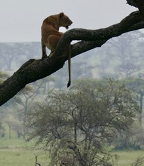 Lion on tree watching over family,  in savannah, Serengeti, Tanzania Africa