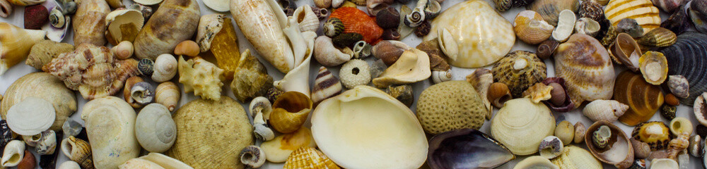 sea shells on the beach