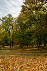 Naklejka premium Wald