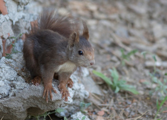 squirrel on the ground