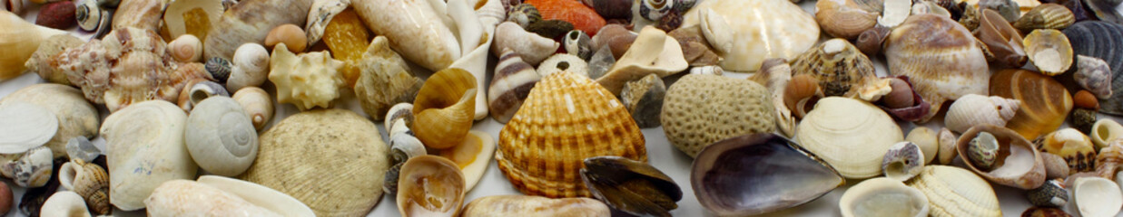 panoramic shells on the beach including bivalves clams scallops snails and limpet