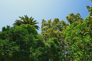 Obraz premium Tree and paml tops with blue sky at midday