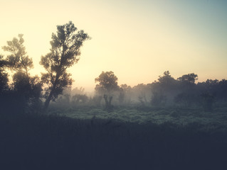 Sunset in the cloudy sky. Evening landscape with trees and grasses.