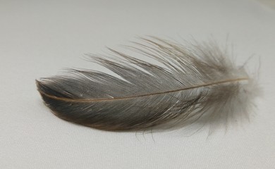 feather on white background