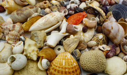 shells on the beach