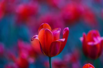 Zelfklevend Fotobehang Bright red tulip flower close-up on blurred blue and red background. Natural floral background for design, cards, posters, Valentine’s Day © Inna