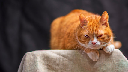 Portrait of a red-haired old cat in a photo studio. Photographed close-up.