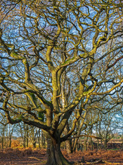 Beautiful old oak tree at Skipwith Common, North Yorkshire, England, with bare winter branches