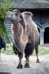 Camel in Copenhagen Zoo