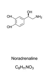 Noradrenaline molecule, norepinephrine skeletal formula. Structure of C8H11NO3. Functions as hormone and neurotransmitter in the brain. Structural formula. Illustration over white. Vector.