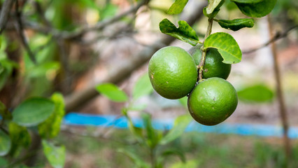 3 lemons hanging on the tree