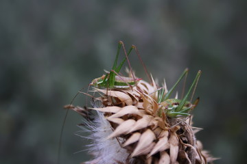 A pair of grasshoppers (Leptophyes punctatissima) sits on a dried flower