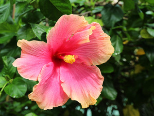 Pink Hibiscus flower