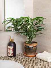 Dracaena indoor plant in a flowerpot, liquid soap pump and clean towel on the counter in the bathroom. plant and interior concept. selective focus.
