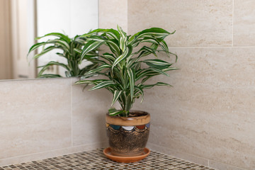 houseplant Dracaena on the counter in the bathroom. a mirror reflection is in view. home decor concept. horizontal image