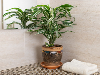 mosaic bathroom counter with houseplant in flowerpot and clean towel. cleaning in the bathroom. horizontal image
