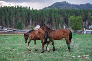 Two racehorses in the pasture on the background of the Altai mountains.