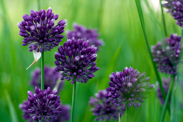 Blooming purple wild onion heads on the green grass selective focus