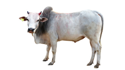 Fototapeta premium Cows Standing on a white background 