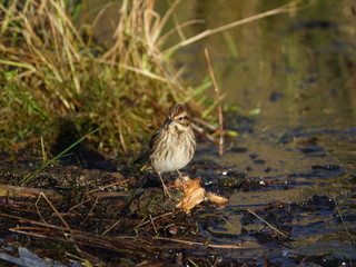 female reed bunting (Emberiza schoeniclus) in its wetland habitat during winter